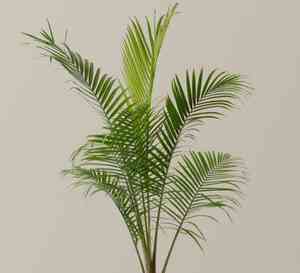 Majestic palm(Ravenea rivularis)