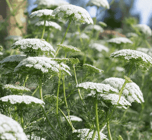 Large bullwort(Ammi majus)