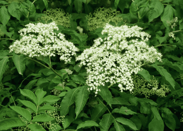 American elder