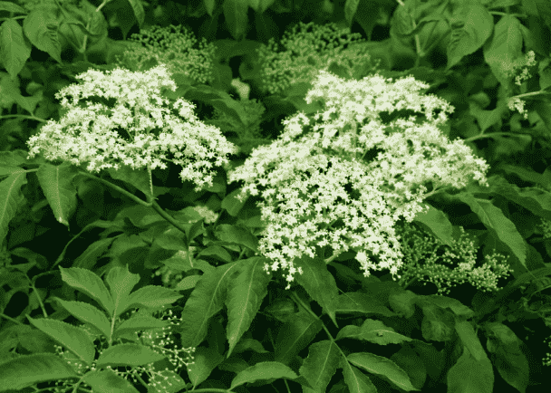American elder