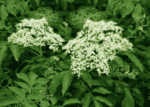 American elder(Sambucus canadensis)