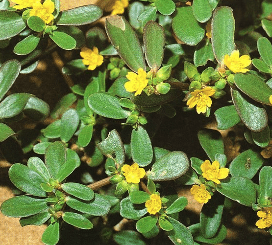 Common purslane
