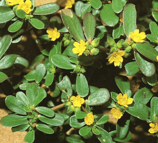 Common purslane