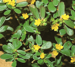 Common purslane(Portulaca oleracea)