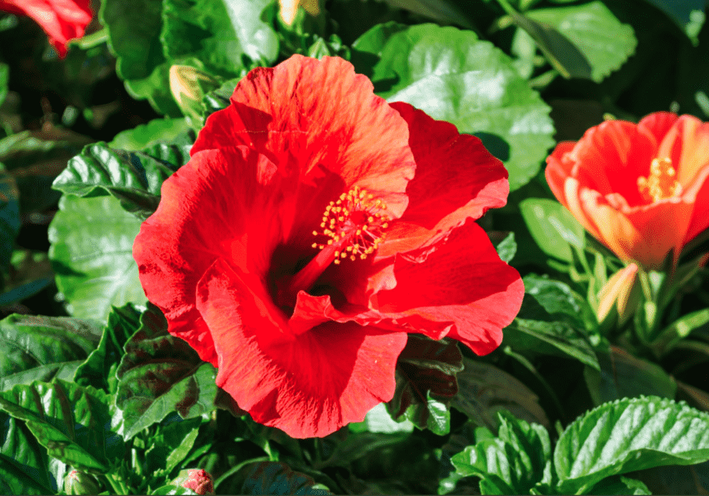 Chinese hibiscus