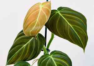 Black gold philodendron(Philodendron melanochrysum)
