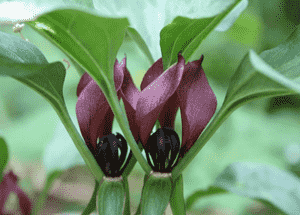 Bloody butcher(Trillium recurvatum)