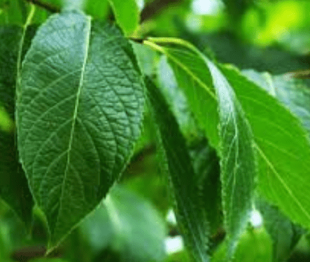 Hardy rubber tree(Eucommia ulmoides)