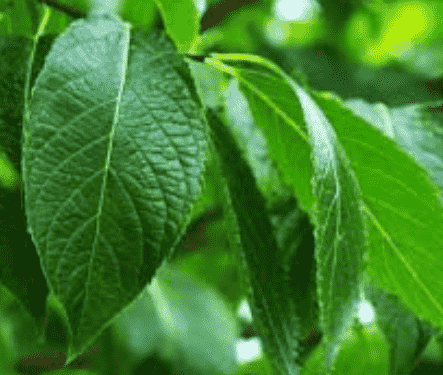 Hardy rubber tree(Eucommia ulmoides)