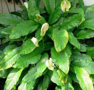 Spathiphyllum floribundum cv. Clevelandii(Spathiphyllum floribundum cv. Clevelandii)