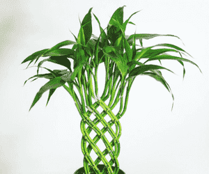 Dracaena braunii(Dracaena braunii)