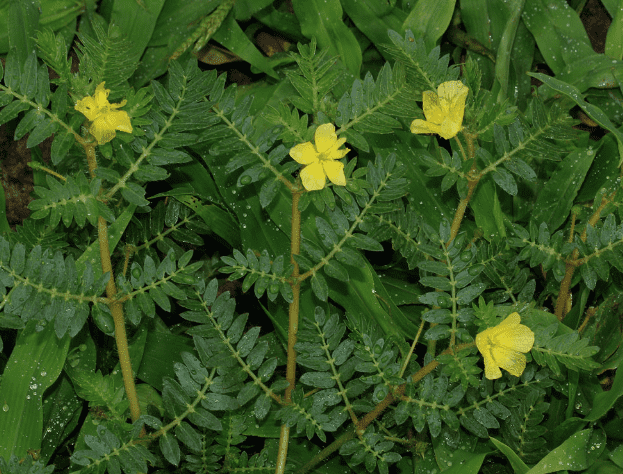 Puncture Vine