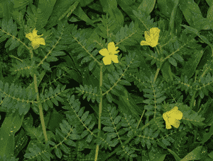 Puncture Vine(Tribulus terrestris)