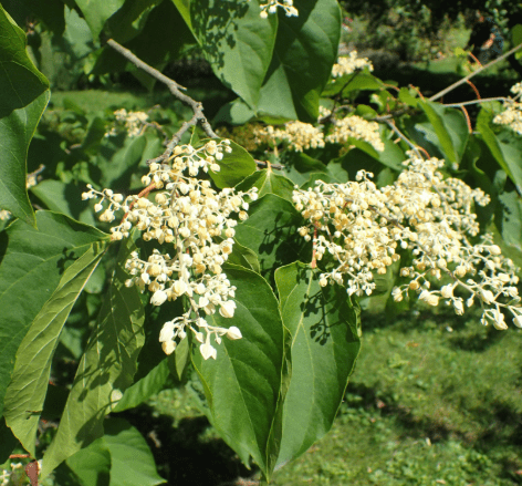 Chinese pearl-bloom tree(Poliothyrsis sinensis)