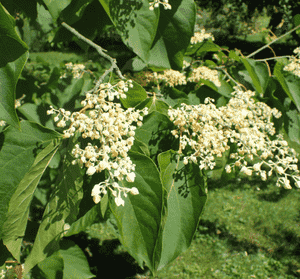 Chinese pearl-bloom tree(Poliothyrsis sinensis)