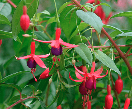 Hardy fuchsia