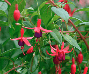 Hardy fuchsia(Fuchsia magellanica)