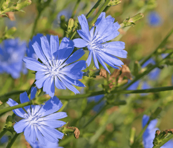 Common chicory