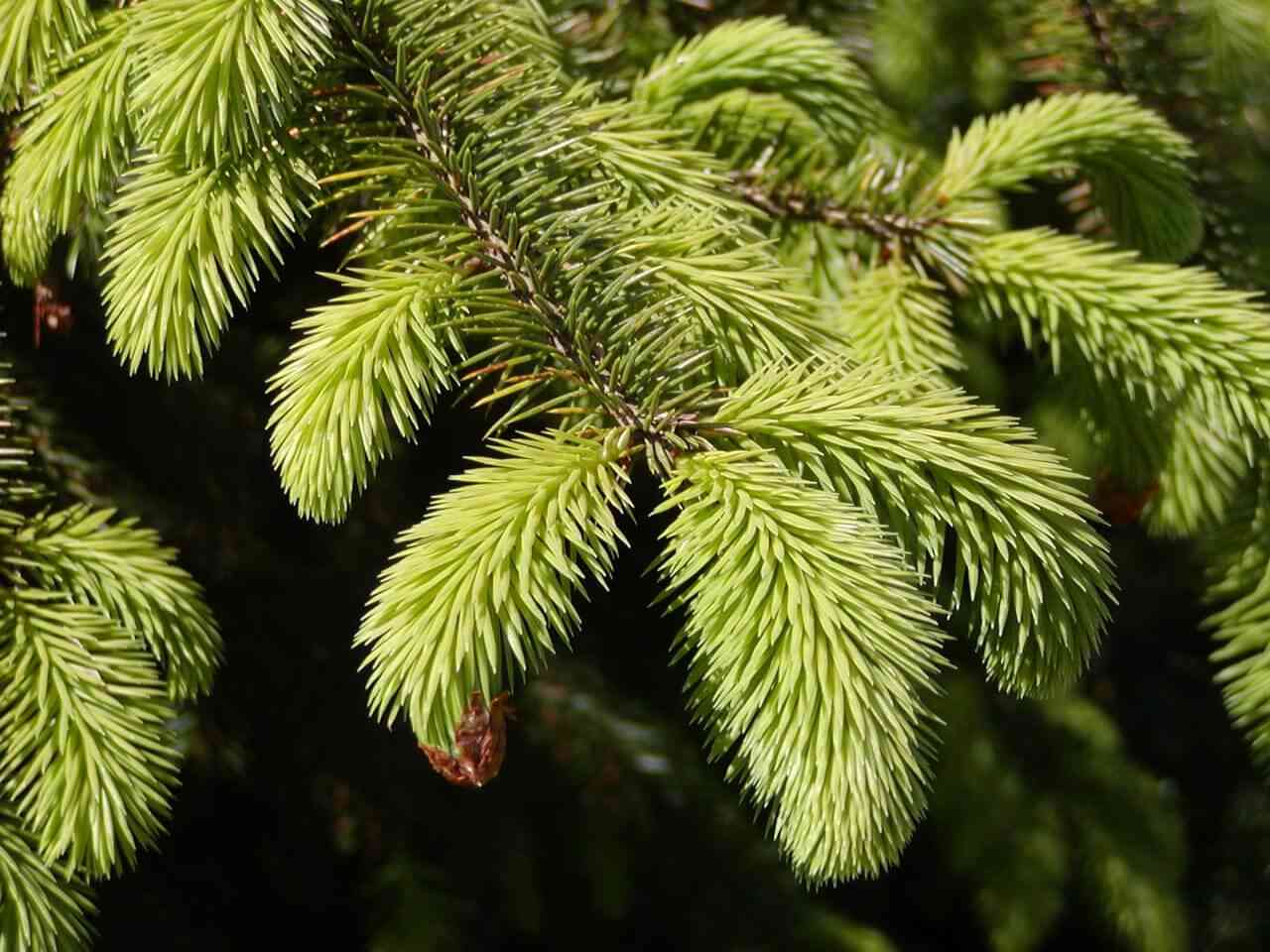 Sitka spruce(Picea sitchensis)
