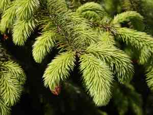 Sitka spruce(Picea sitchensis)