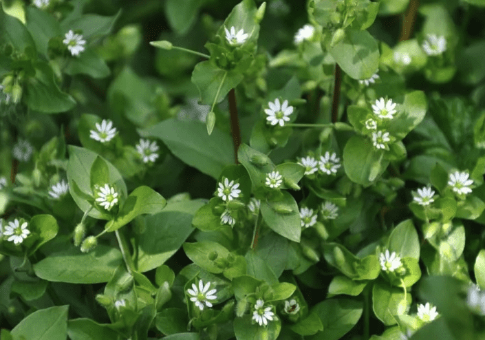 Common chickweed