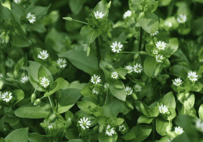 Common chickweed