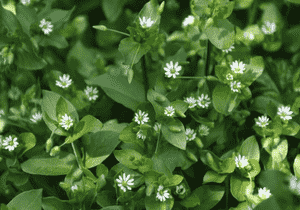Common chickweed(Stellaria media)