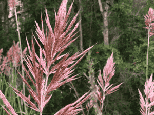 Sugarcane plume grass(Saccharum giganteum)
