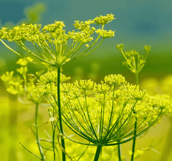 Sweet fennel