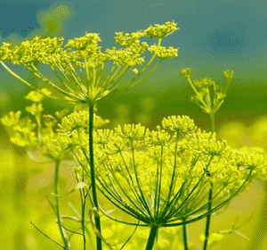 Sweet fennel(Foeniculum vulgare)