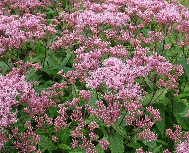 Spotted Joe-Pye weed(Eutrochium maculatum)