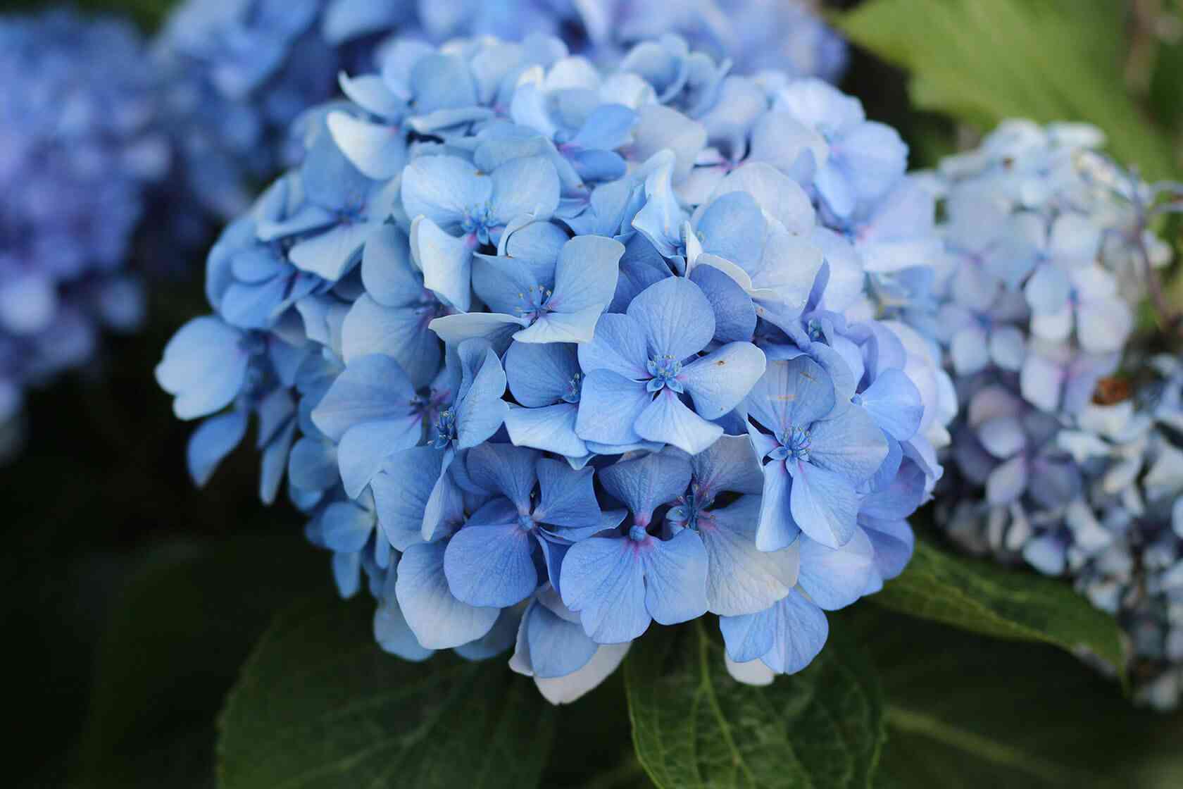 Bigleaf hydrangea(Hydrangea macrophylla)
