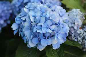 Bigleaf hydrangea(Hydrangea macrophylla)