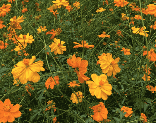 Sulfur cosmos