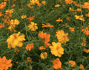 Sulfur cosmos(Cosmos sulphureus)
