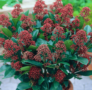 Japanese skimmia(Skimmia japonica)