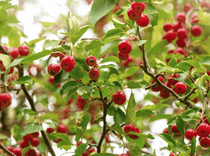 Chinese Crabapple(Malus spectabilis)