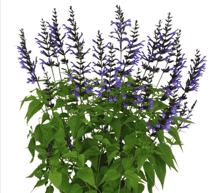Blue anise sage