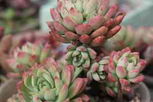 Mexican snow ball(Echeveria elegans)