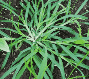 Smooth crabgrass(Digitaria ischaemum)