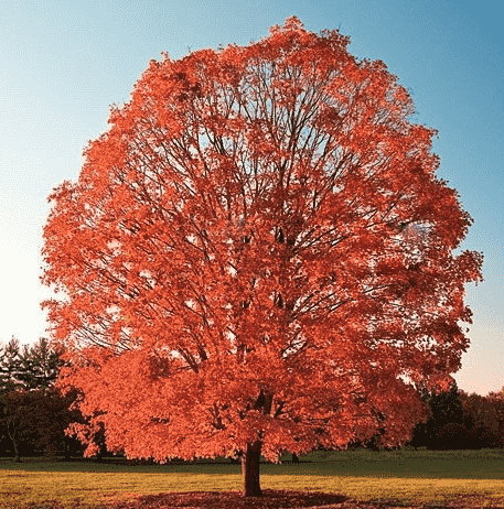 Trident maple(Acer buergerianum)