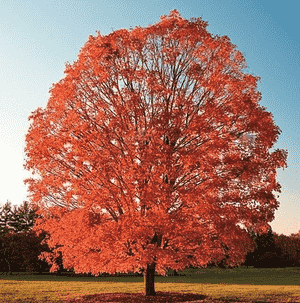 Trident maple(Acer buergerianum)