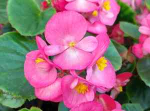 Hardy begonia(Begonia grandis)