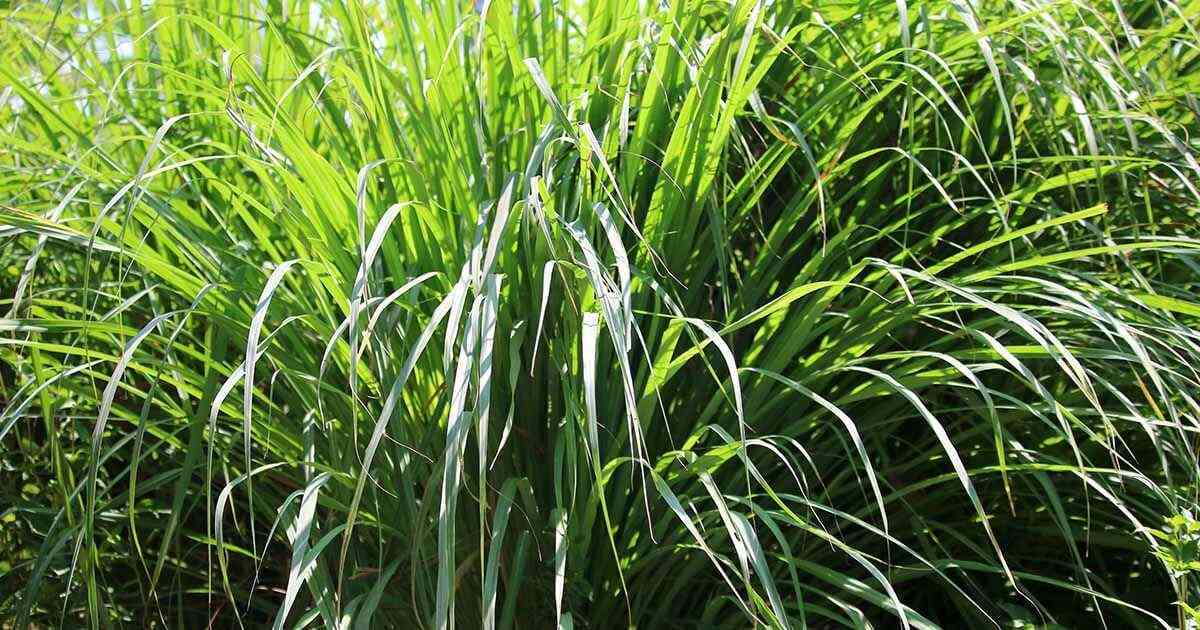 Lemon grass