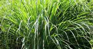 Lemon grass(Cymbopogon citratus)