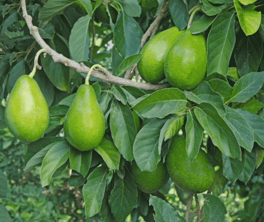 Avocado(Persea americana)