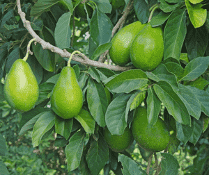 Avocado(Persea americana)
