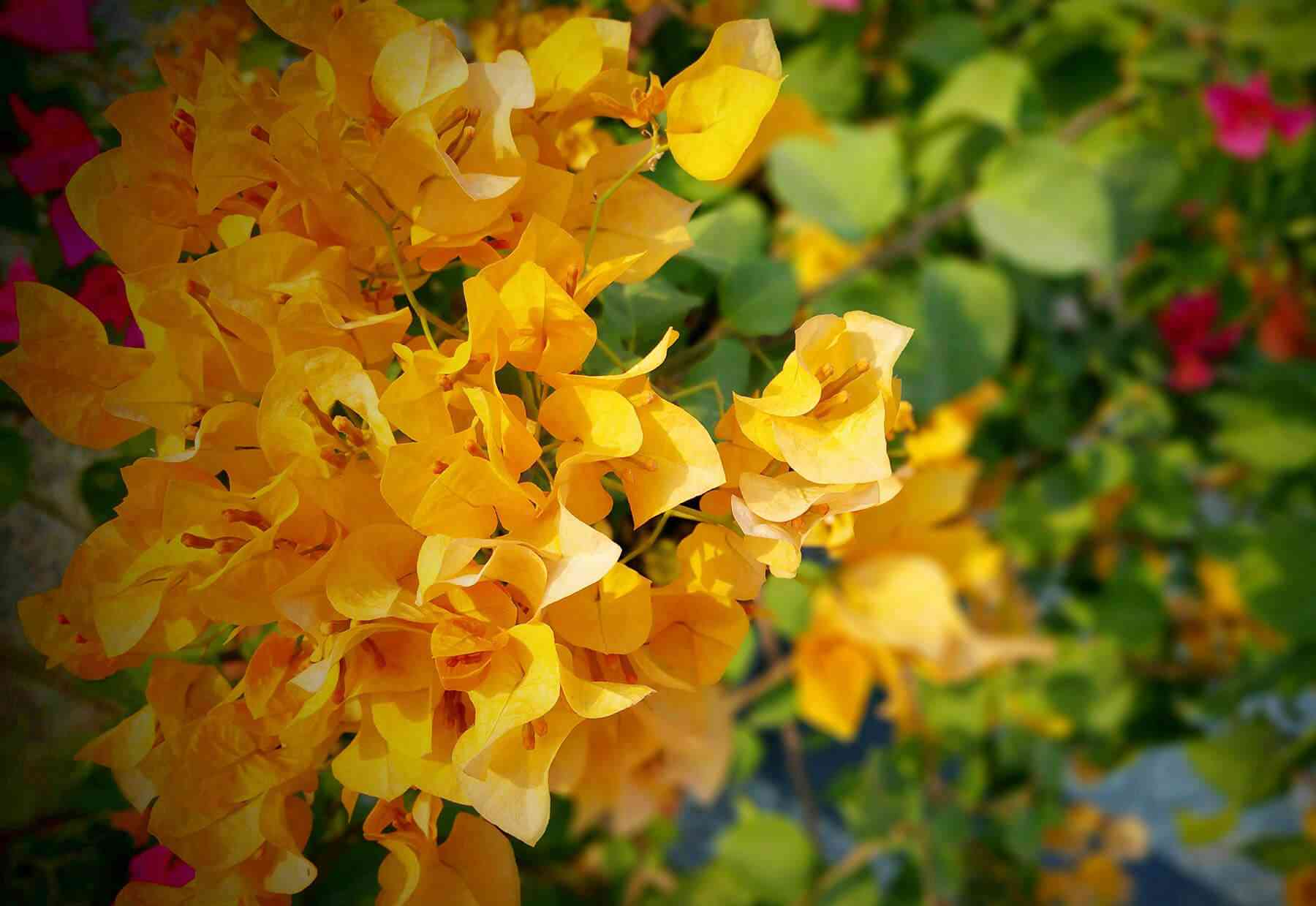 Great bougainvillea(Bougainvillea spectabilis)