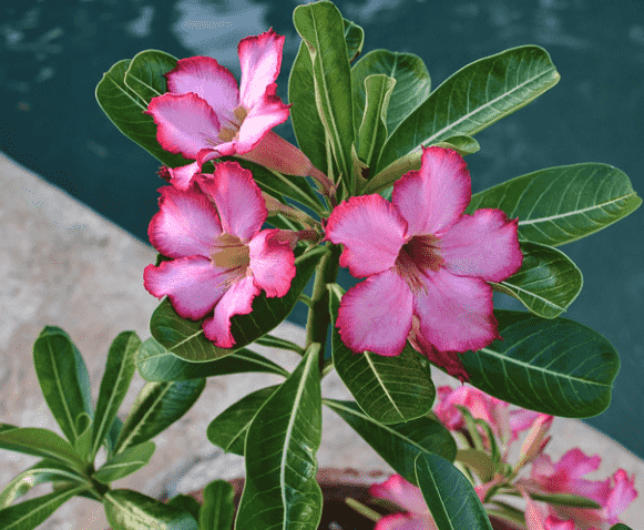 Desert rose