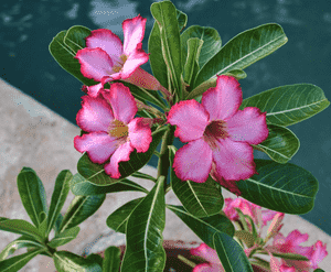 Desert rose(Adenium obesum)